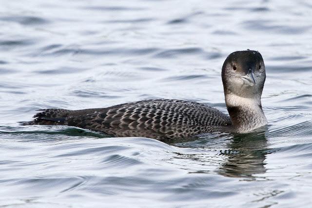 Santoña desde dentro con avescantabricas