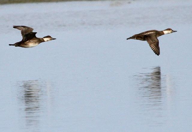 Santoña desde dentro con avescantabricas