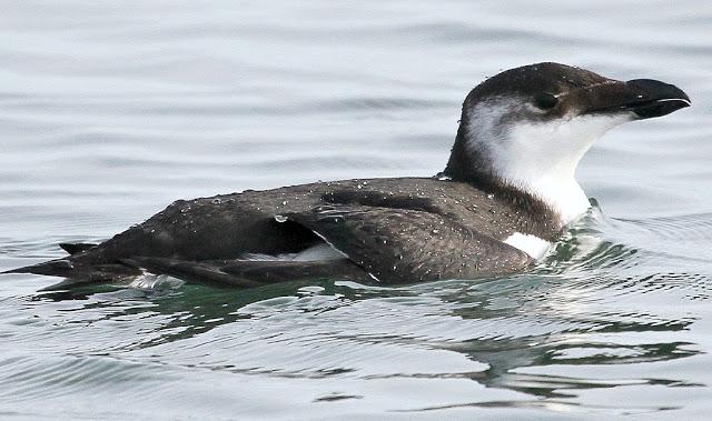 Santoña desde dentro con avescantabricas