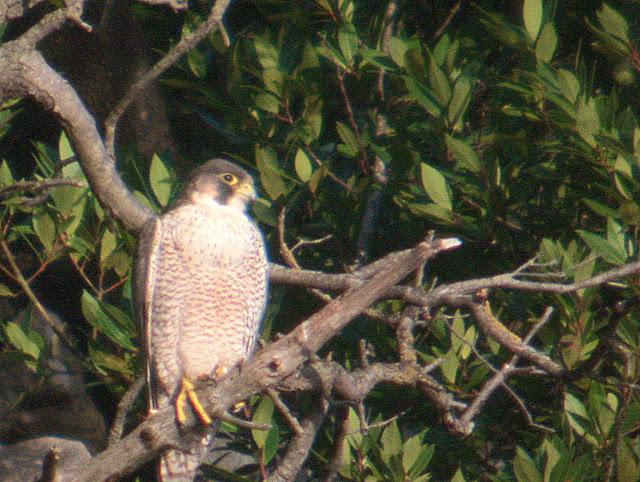 Santoña desde dentro con avescantabricas