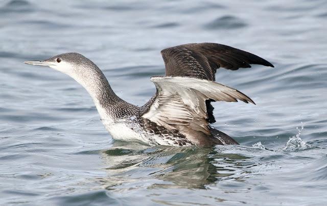 Santoña desde dentro con avescantabricas