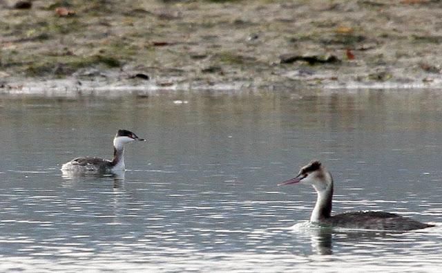 Santoña desde dentro con avescantabricas