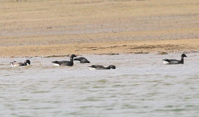 Santoña desde dentro con avescantabricas