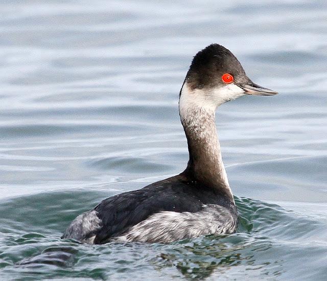 Santoña desde dentro con avescantabricas