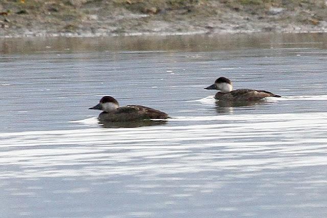 Santoña desde dentro con avescantabricas