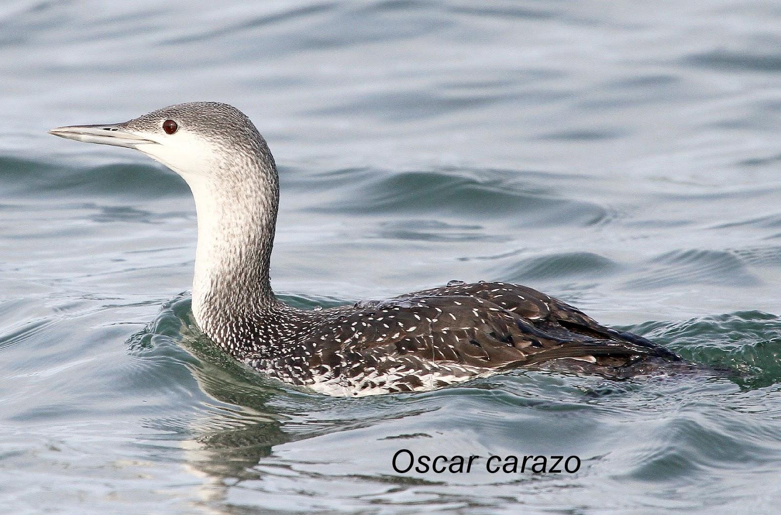 Santoña desde dentro con avescantabricas