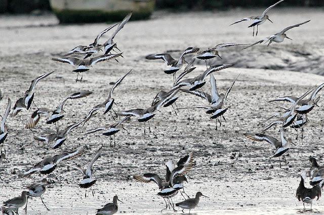 Santoña desde dentro con avescantabricas