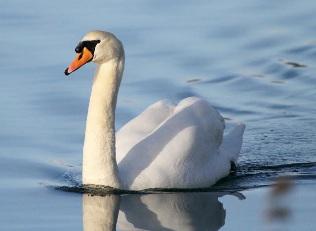 Santoña desde dentro con avescantabricas