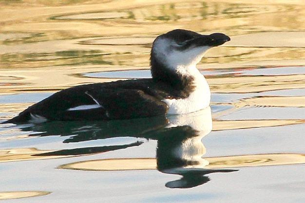 Santoña desde dentro con avescantabricas