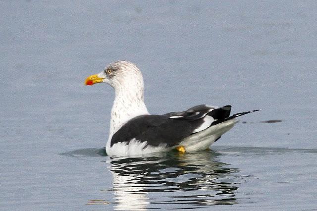 Santoña desde dentro con avescantabricas