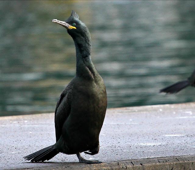 Santoña desde dentro con avescantabricas