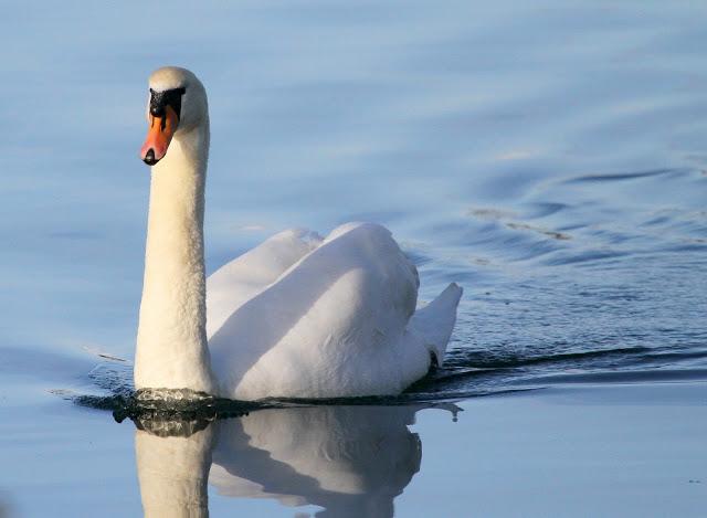 Santoña desde dentro con avescantabricas