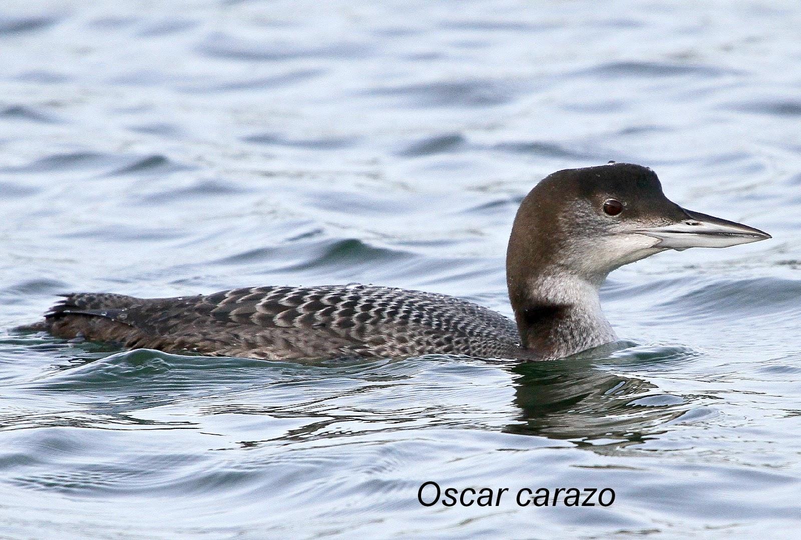 Santoña desde dentro con avescantabricas