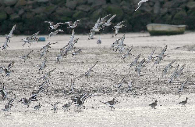 Santoña desde dentro con avescantabricas