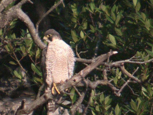 Santoña desde dentro con avescantabricas