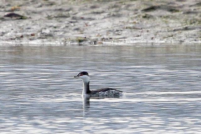 Santoña desde dentro con avescantabricas