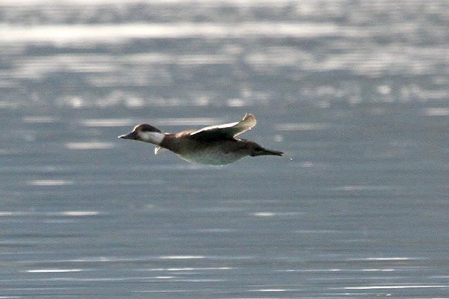 Santoña desde dentro con avescantabricas