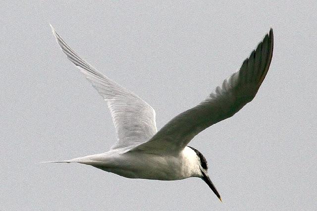 Santoña desde dentro con avescantabricas