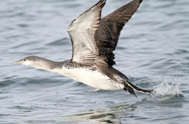 Santoña desde dentro con avescantabricas