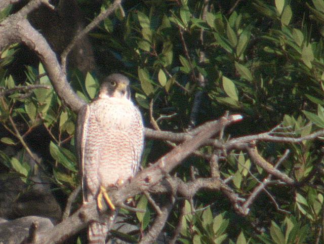 Santoña desde dentro con avescantabricas