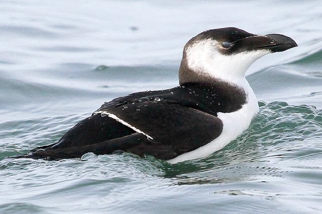 Santoña desde dentro con avescantabricas