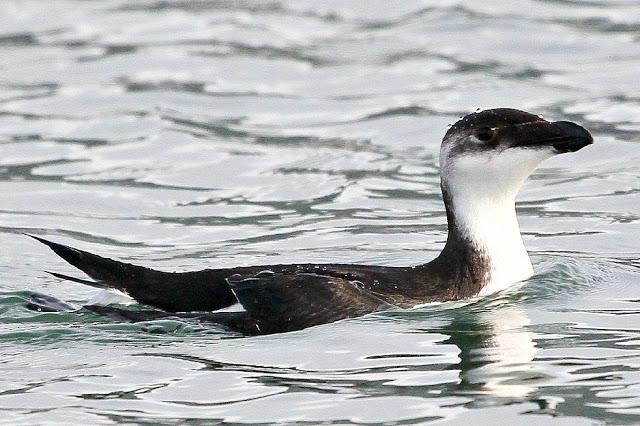 Santoña desde dentro con avescantabricas