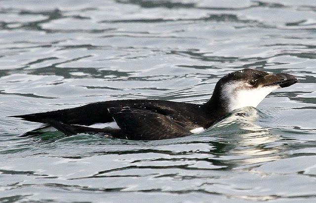 Santoña desde dentro con avescantabricas