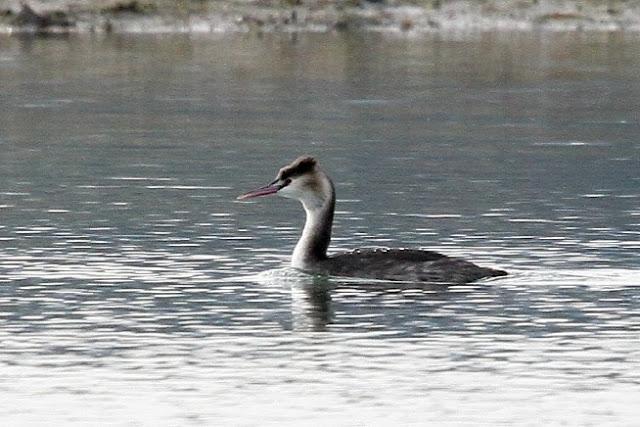 Santoña desde dentro con avescantabricas