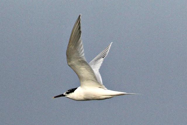 Santoña desde dentro con avescantabricas