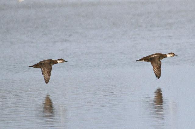 Santoña desde dentro con avescantabricas