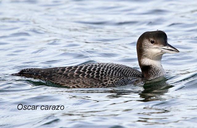 Santoña desde dentro con avescantabricas