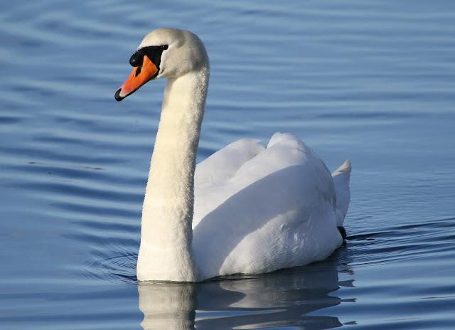 Santoña desde dentro con avescantabricas