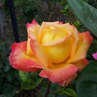 SENTIR EN IMÁGENES SENTIR EN IMÁGENES