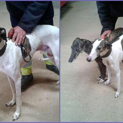 Foto: AYUDARME POR FAVOR¡¡ 3 MACHITOS DE TRES AÑOS ,HERMANOS¡¡ YA NO LE SIRVEN AL CAZADOR¡¡ LOS SACRIFICA¡¡¡ CONTACTO YO MISMA...... marysol25@hotmail.com   ESTOY SOLA EN ESTO¡¡ AYUDAAAAAAA     . estan en GUADALAJARA¡¡     VACUNAS AL DIA¡¡¡