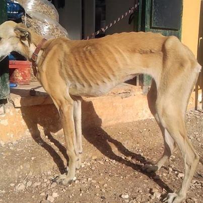 Foto: Esta es Quira. Ya no podemos decir nada nuevo, porque siempre es más de lo mismo. La tristeza de su mirada lo dice todo. Rescatada de un tubo, muerta de sed y de hambre llega en este estado a la protectora. Y ahora termina la temporada de caza. Ya es total impotencia, no parece tener solución. Se encuentra en la protectora Aprenda Ecija.  CONTACTO: aprendaquererlos@gmail.com 658- 837194 ( Miguel A.)