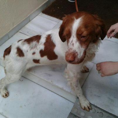 Foto: Málaga. Bretoncito abandonado o perdido.  Se necesita ACOGIDA URGENTE y adopción. No tiene chip, pero está bastante limpito y lleva un collar de tela con la bandera de España.  Es URGENTE, no tiene dónde pasar ni siquiera ésta noche.  ¡Ayuda por favor!  Contacto: kristalrego@hotmail.com o lola.yago@hotmail.com 619340507 (Kristal) o 649095928 (Trini)