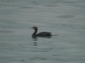 Cormoranes