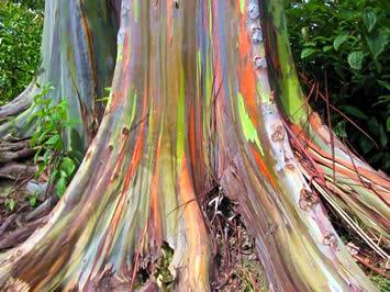 Eucalipto multicolor - Eucalyptus deglupta