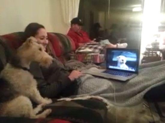 Dos perros hablando por Skype. ¿Alguien puede traducir lo que dicen?