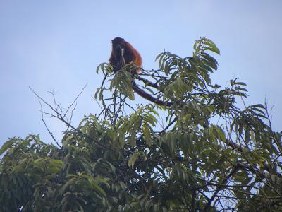 VENEZUELA, EL DELTA DEL ORINOCO