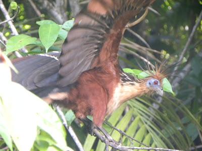 VENEZUELA, EL DELTA DEL ORINOCO