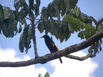 VENEZUELA, EL DELTA DEL ORINOCO