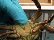 cangrejos pueden sentir dolor