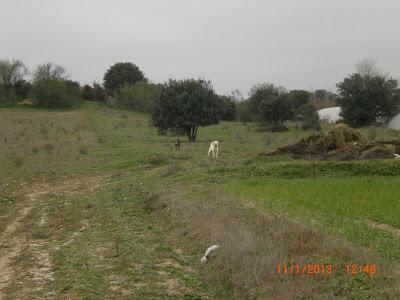 Galgas abandonadas en Madrid.