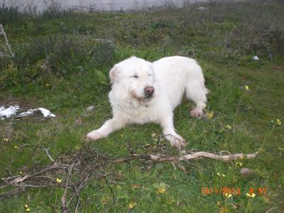 Galgas abandonadas en Madrid.