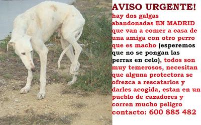 Galgas abandonadas en Madrid.