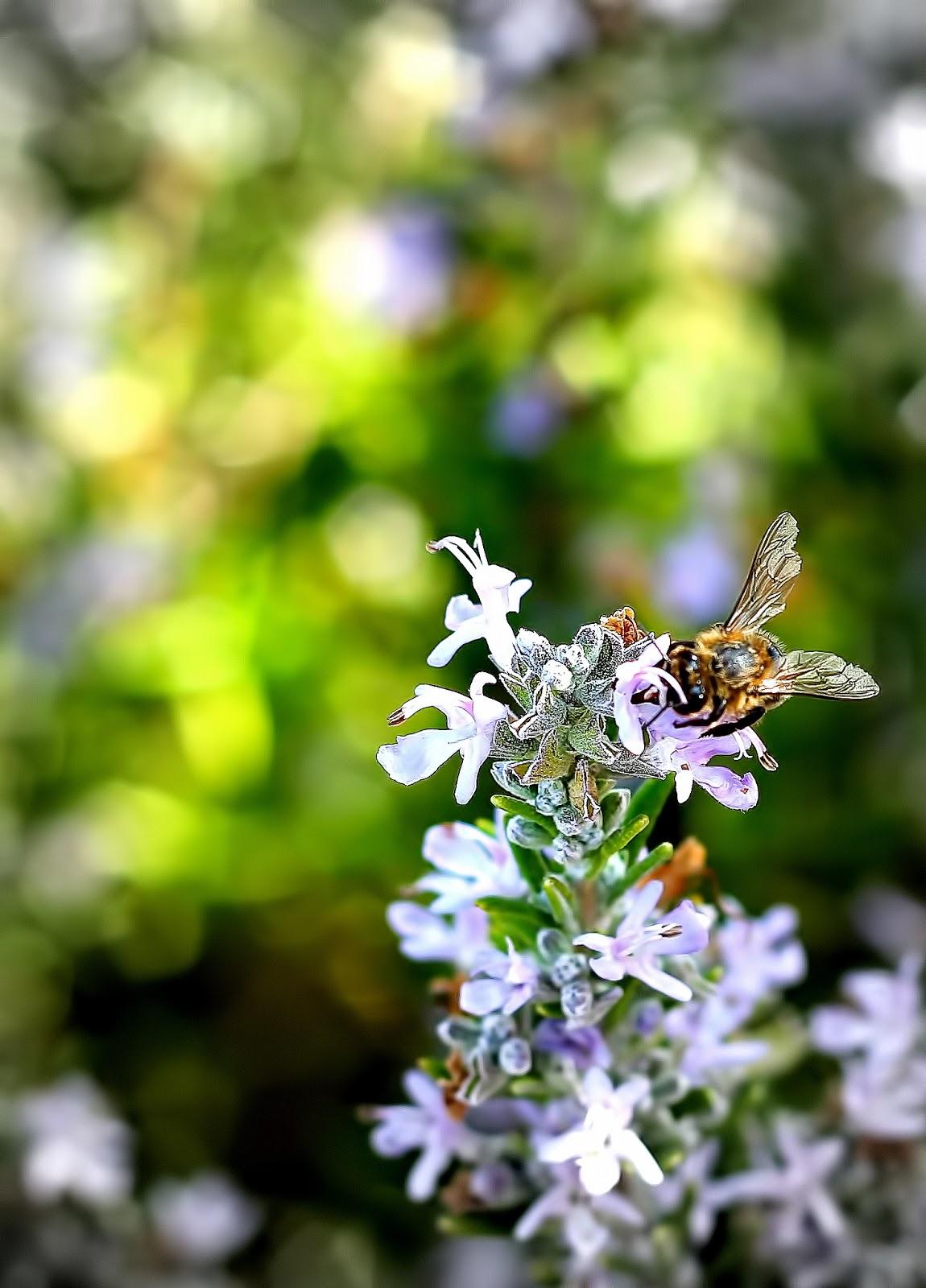 En un país multicolor...., por Ana B. Dénia