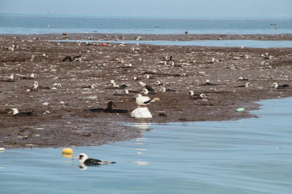 albatros sobre escombros del tsunami de Japón
