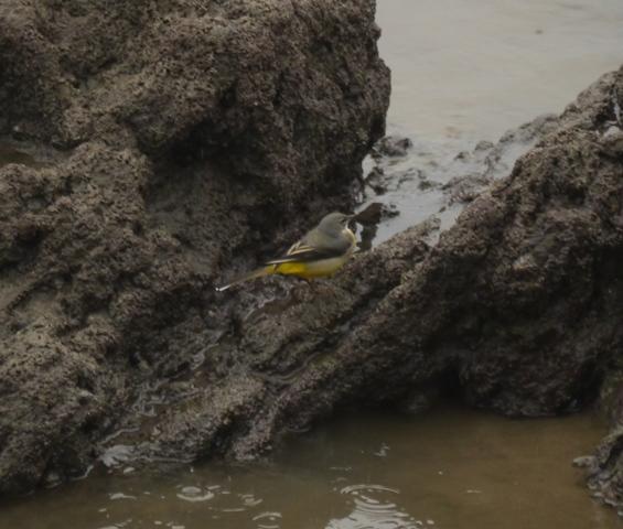 Lavandera cascadeña invernante