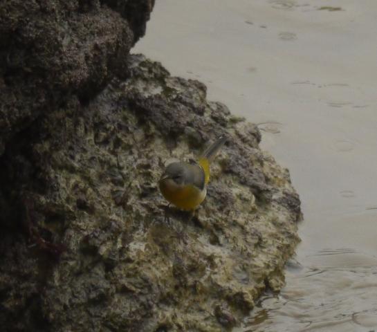 Lavandera cascadeña invernante